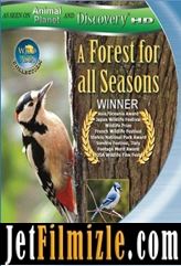 Dört Mevsim Ormanı (A Forest For All Seasons) Belgesel İzle